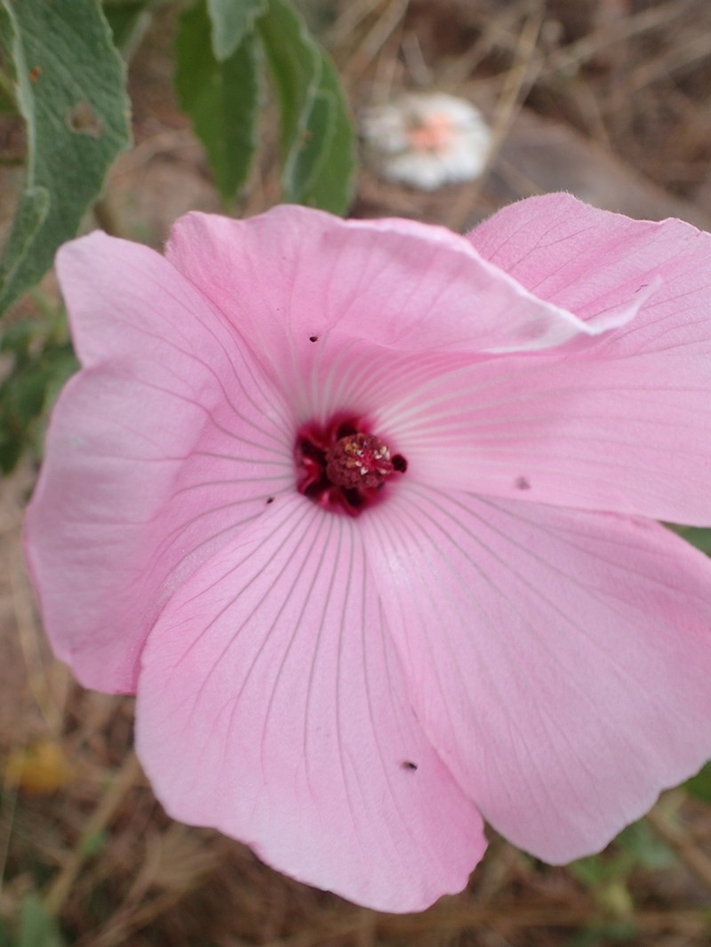 Hibiscus superbus photo 8
