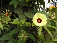 Hibiscus surattensis