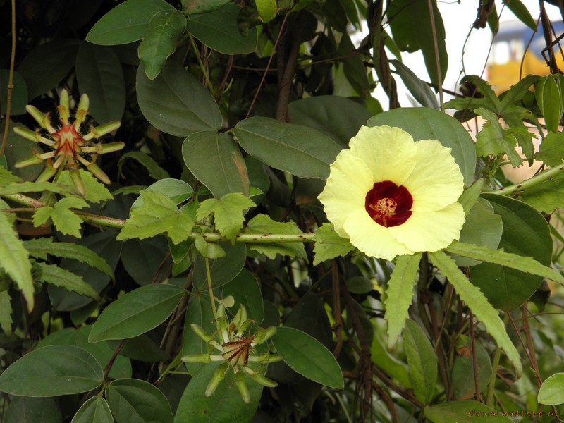 Hibiscus surattensis