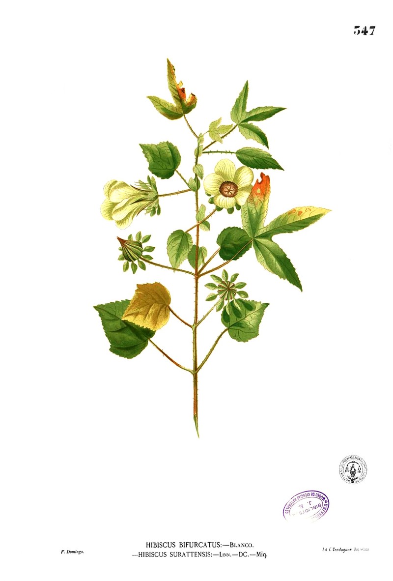 Hibiscus surattensis photo 2