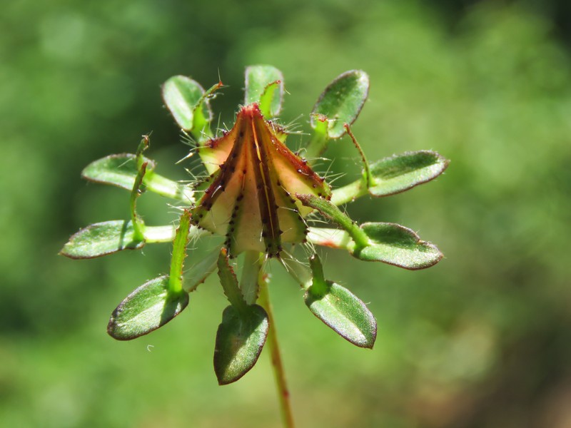 Hibiscus surattensis photo 3