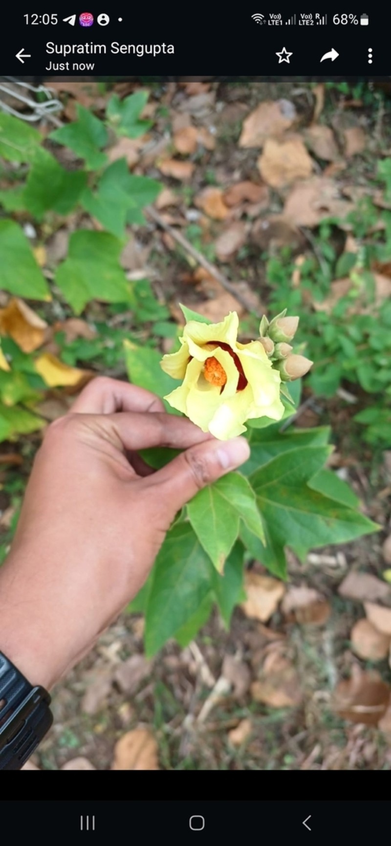 Hibiscus surattensis photo 5