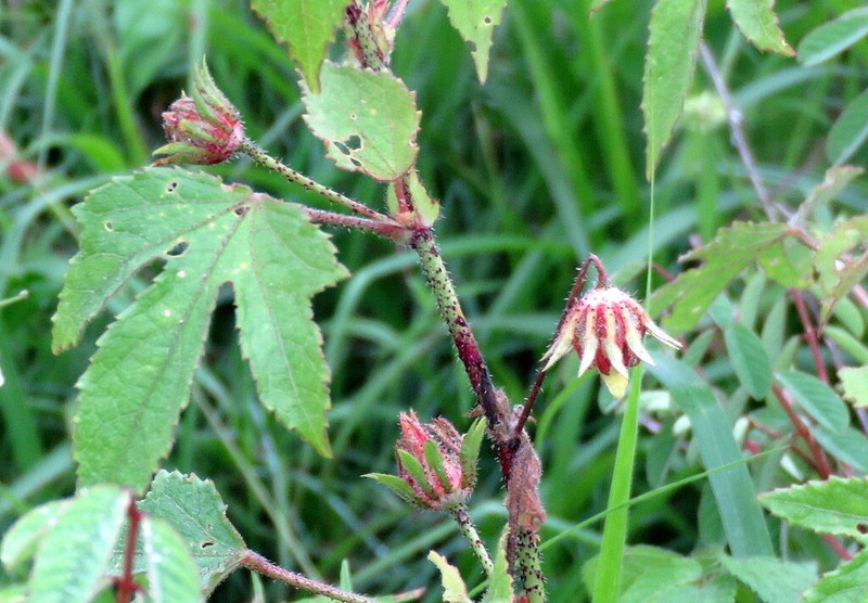 Hibiscus surattensis photo 7