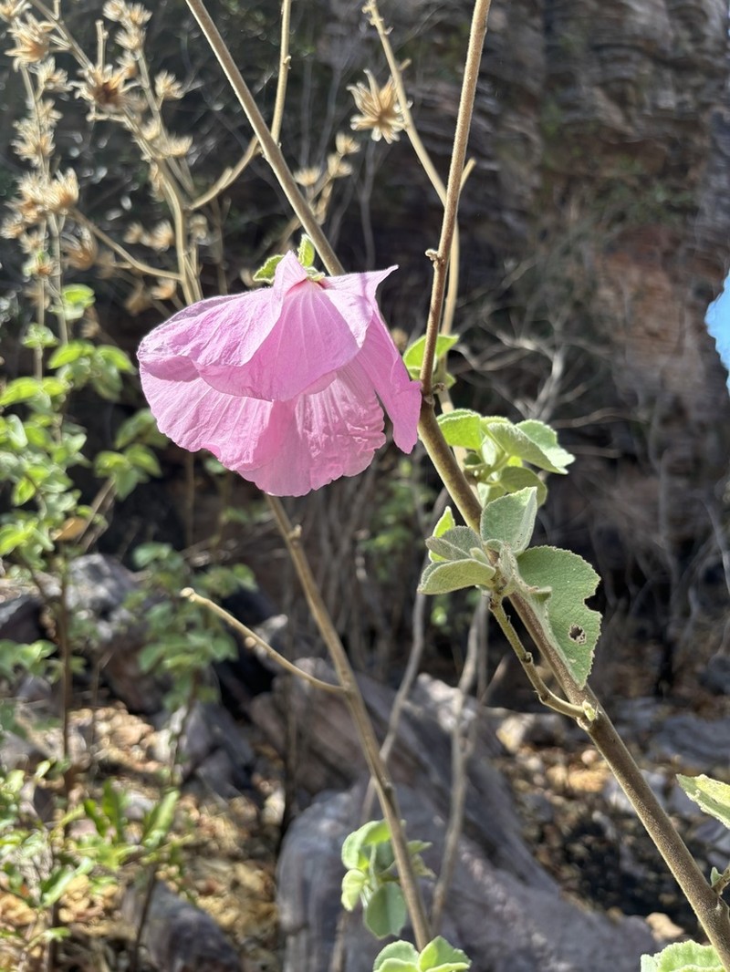 Hibiscus symonii