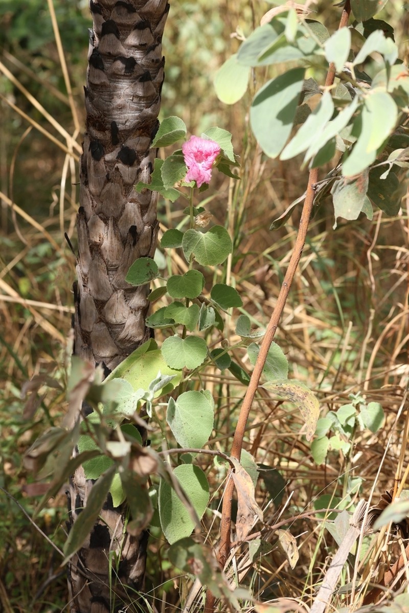 Hibiscus symonii photo 2