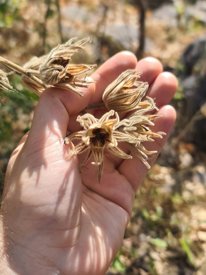 Hibiscus symonii photo 3
