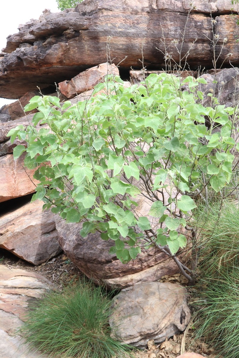 Hibiscus symonii photo 4