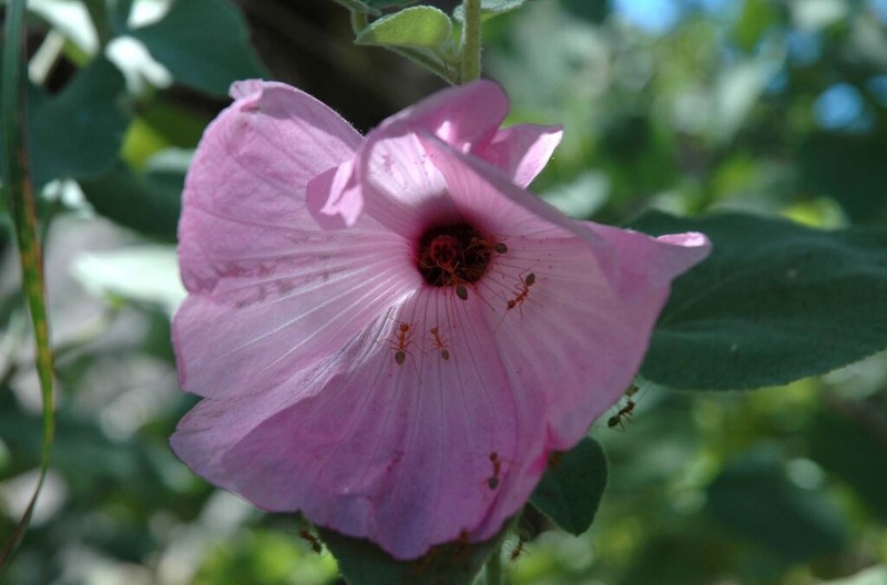 Hibiscus symonii photo 5