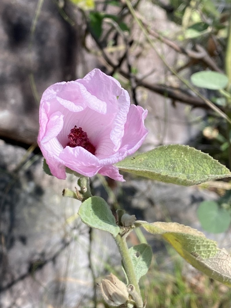 Hibiscus symonii photo 6