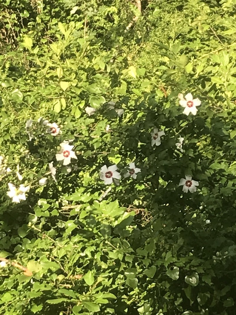 Rose Of Sharon photo 5