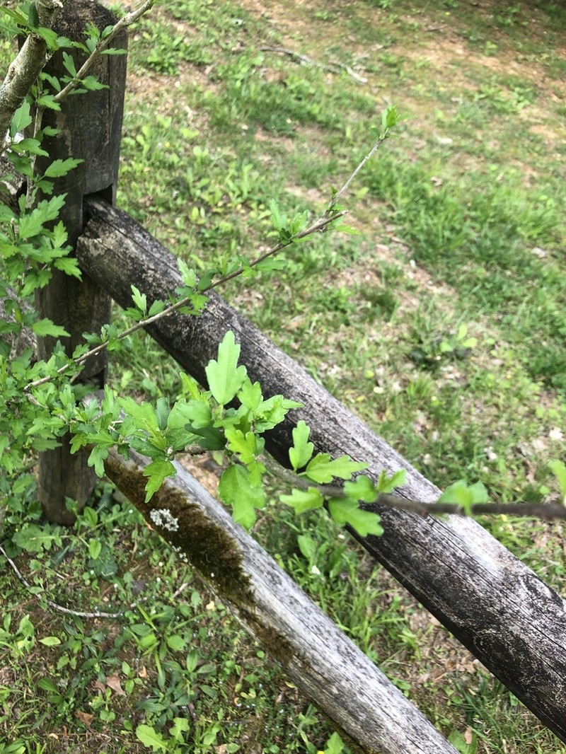 Rose Of Sharon photo 6