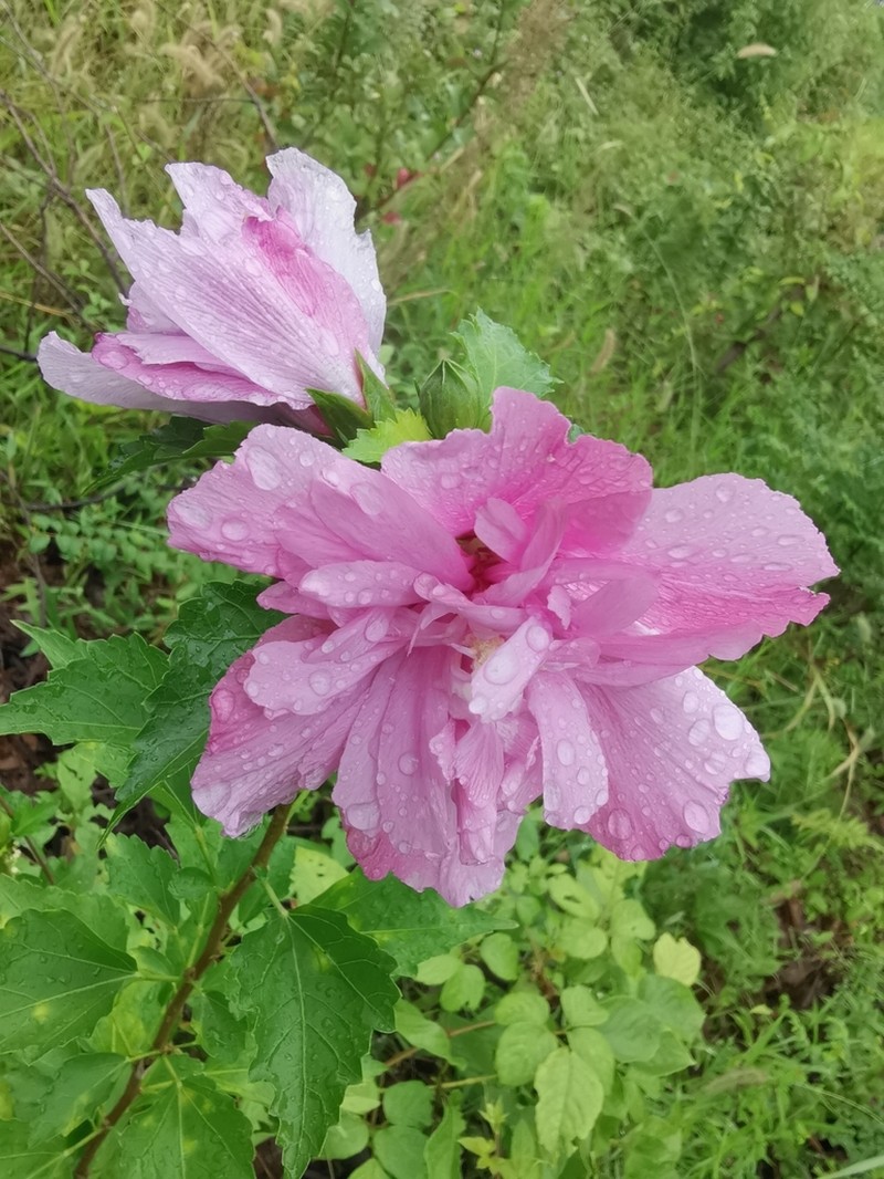 Rose Of Sharon photo 7