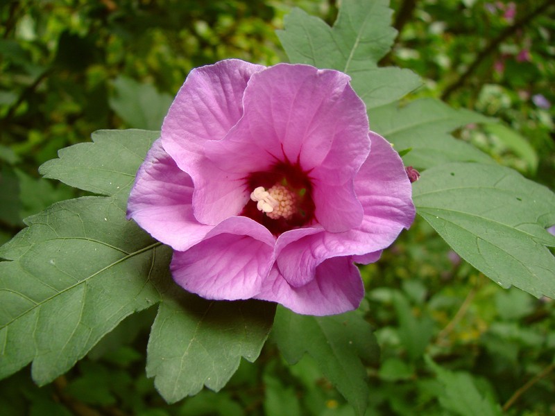 Rose Of Sharon photo 5