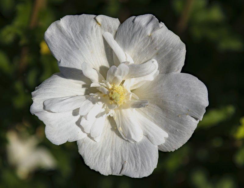Rose Of Sharon photo 2
