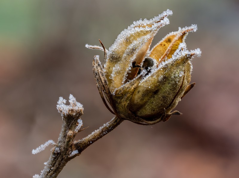 Rose Of Sharon photo 3