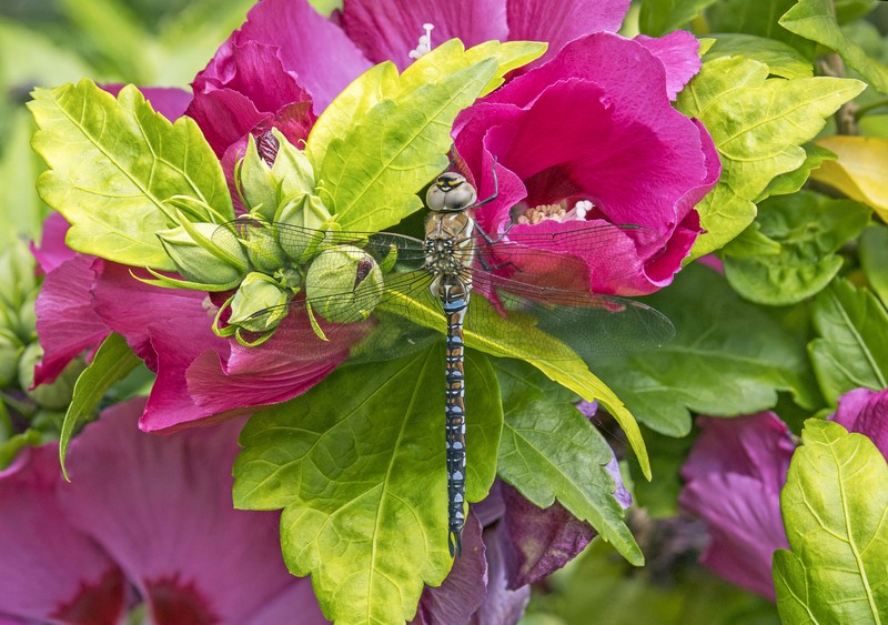 Rose Of Sharon photo 4