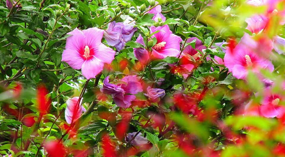 Rose Of Sharon photo 6
