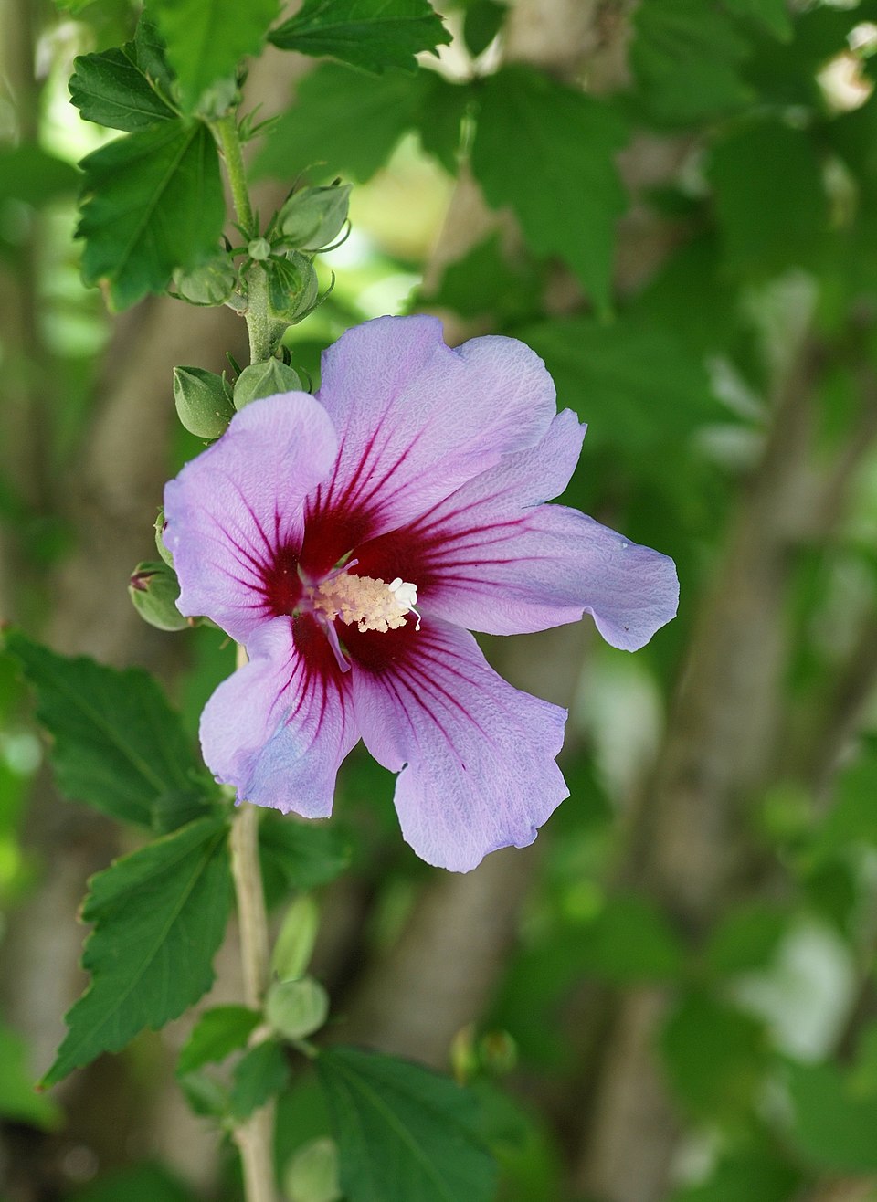 Rose Of Sharon photo 7