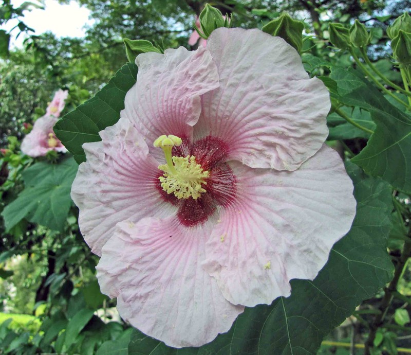 Hibiscus taiwanensis