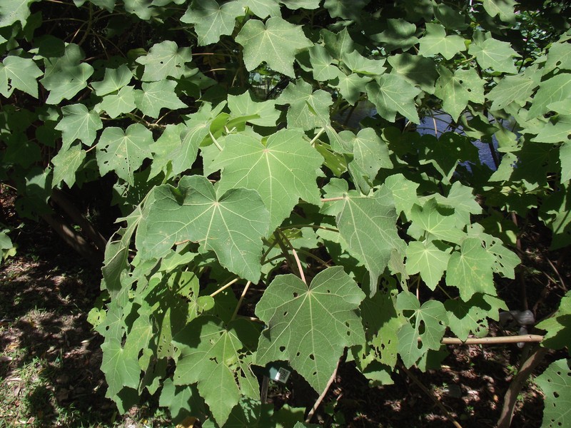 Hibiscus taiwanensis photo 2
