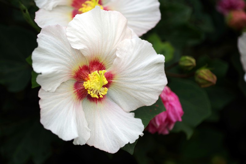 Hibiscus taiwanensis photo 3