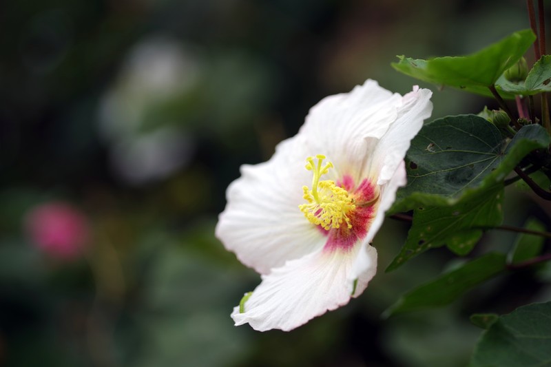 Hibiscus taiwanensis photo 4