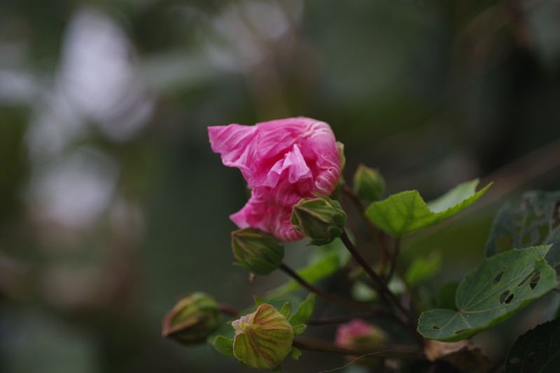 Hibiscus taiwanensis photo 5
