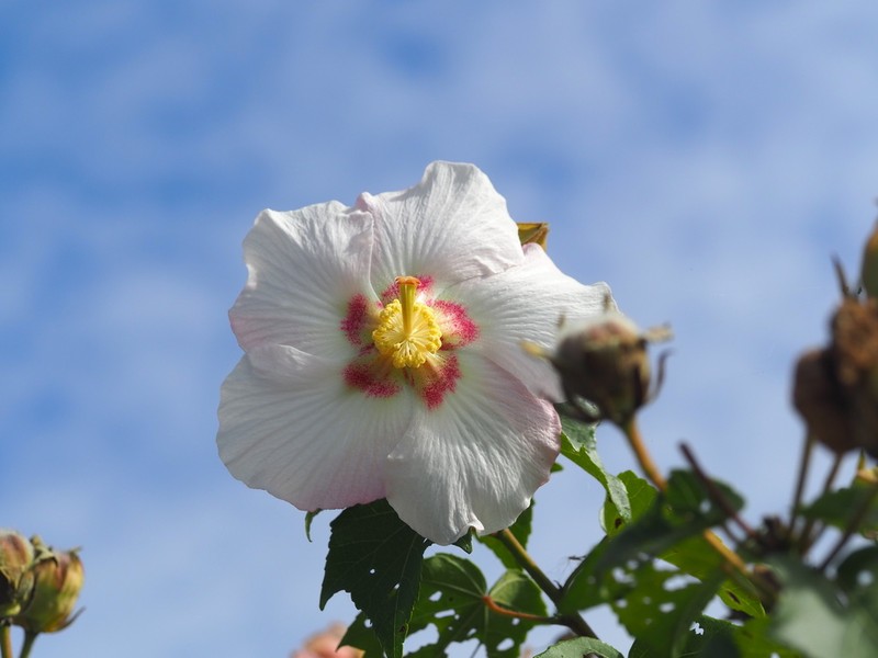 Hibiscus taiwanensis photo 6