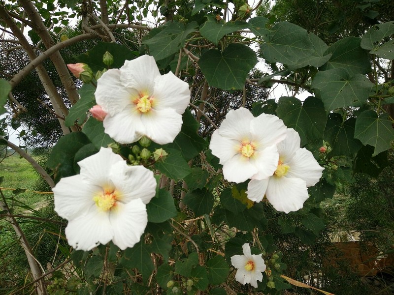 Hibiscus taiwanensis photo 7