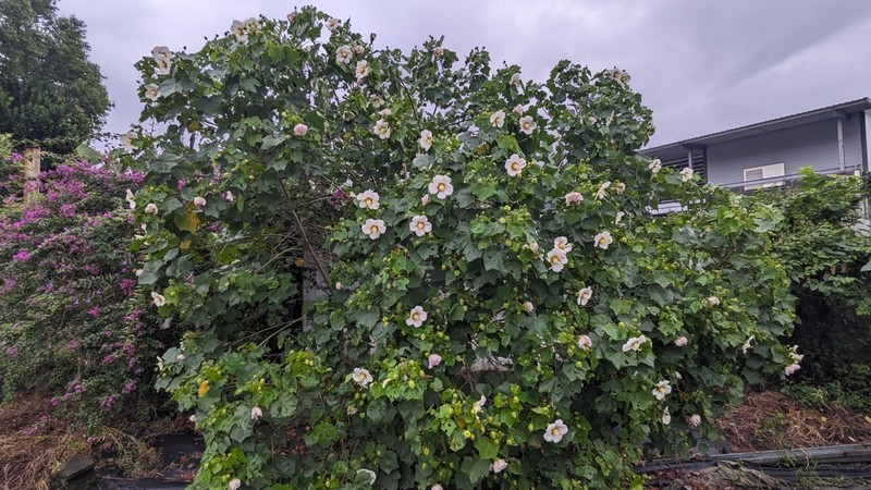 Hibiscus taiwanensis photo 8