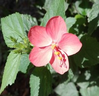 Hibiscus talbotii