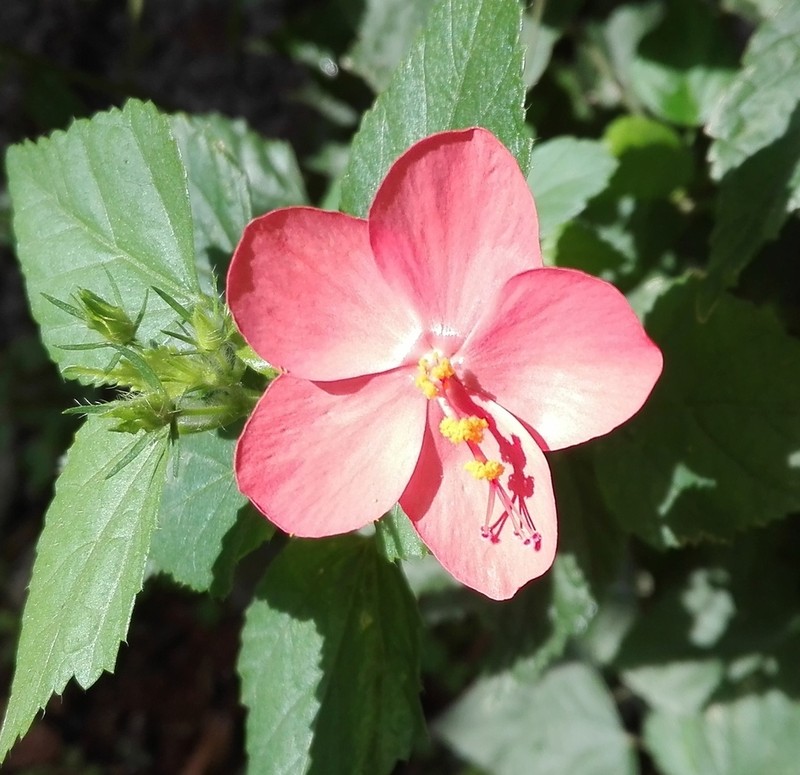Hibiscus talbotii
