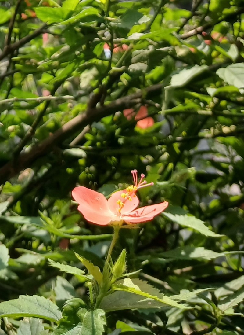 Hibiscus talbotii photo 2