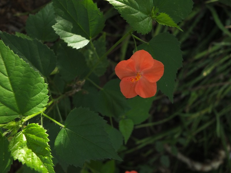 Hibiscus talbotii photo 3