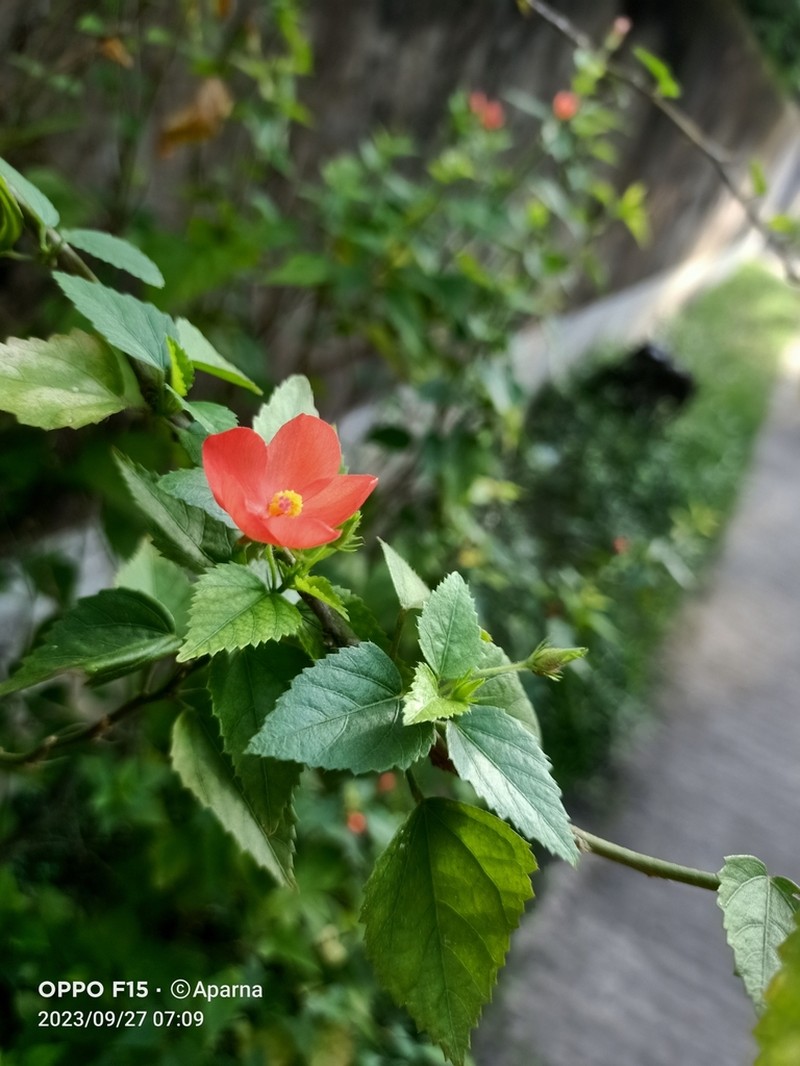 Hibiscus talbotii photo 4