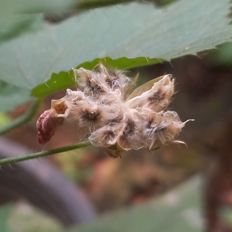 Hibiscus talbotii photo 5