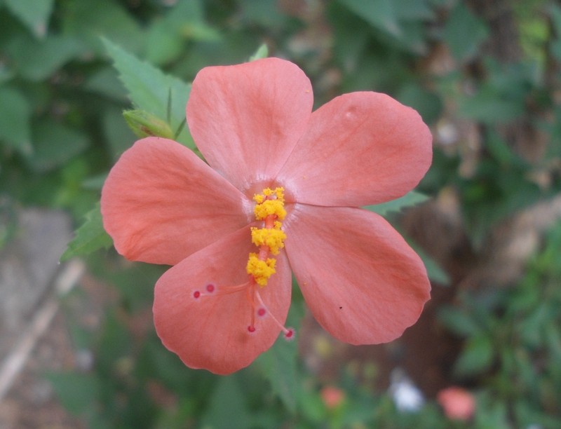 Hibiscus talbotii photo 6