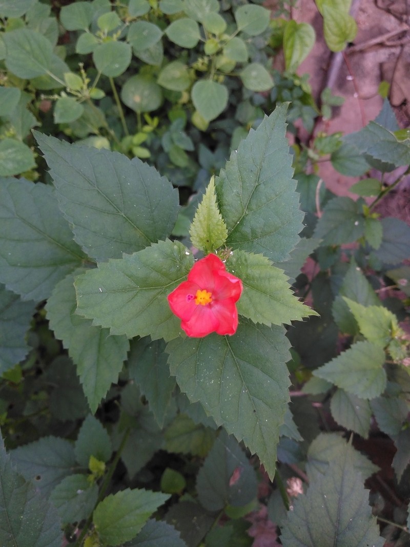 Hibiscus talbotii photo 7
