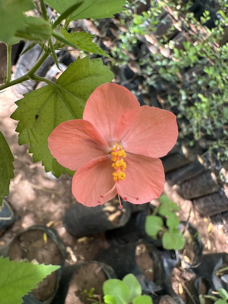 Hibiscus talbotii photo 8