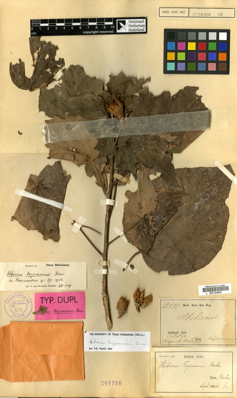 Hibiscus teijsmannii