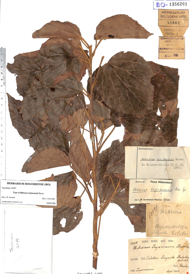 Hibiscus teijsmannii photo 4