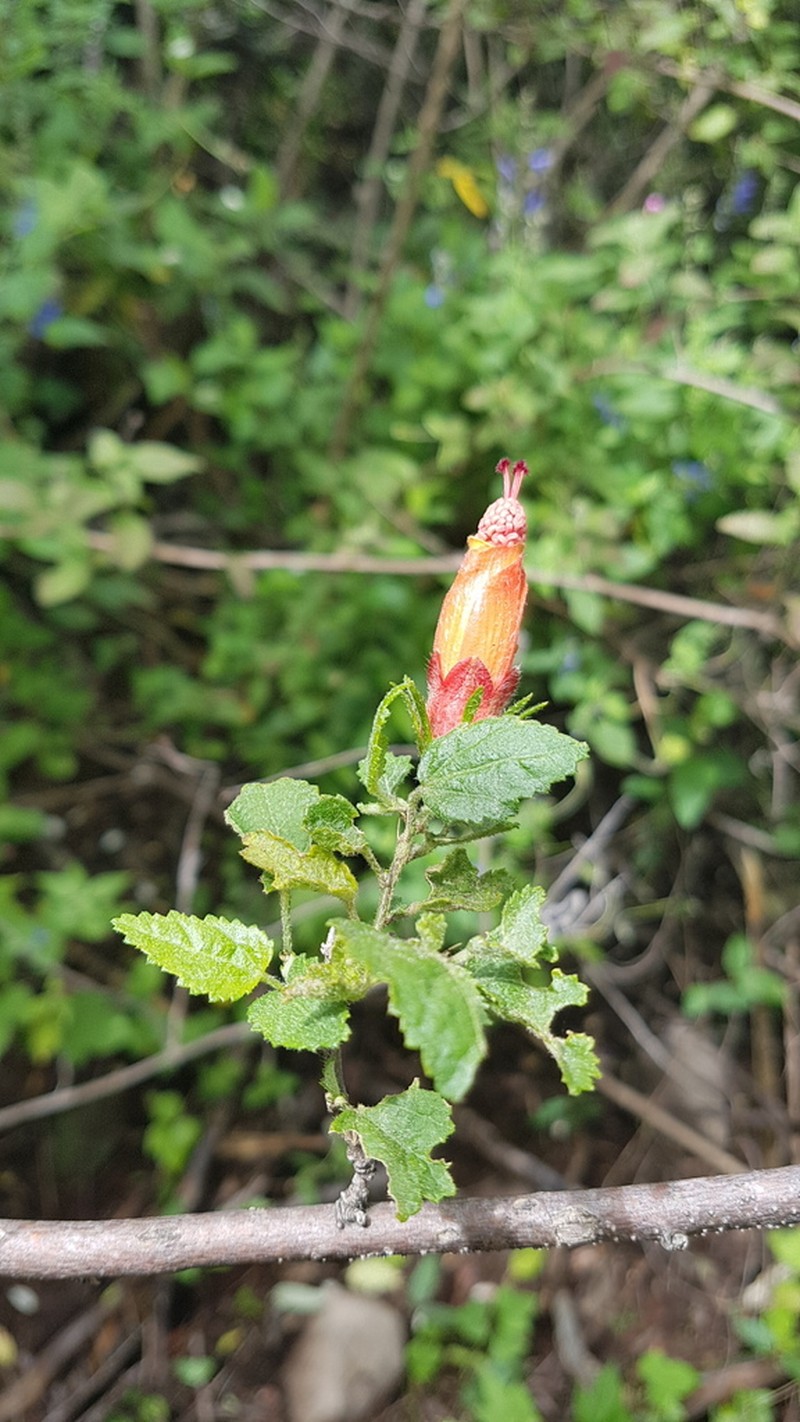 Hibiscus tenorii