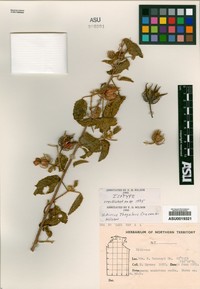 Hibiscus thegaleus