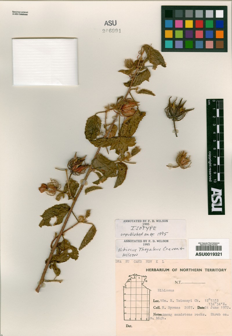 Hibiscus thegaleus