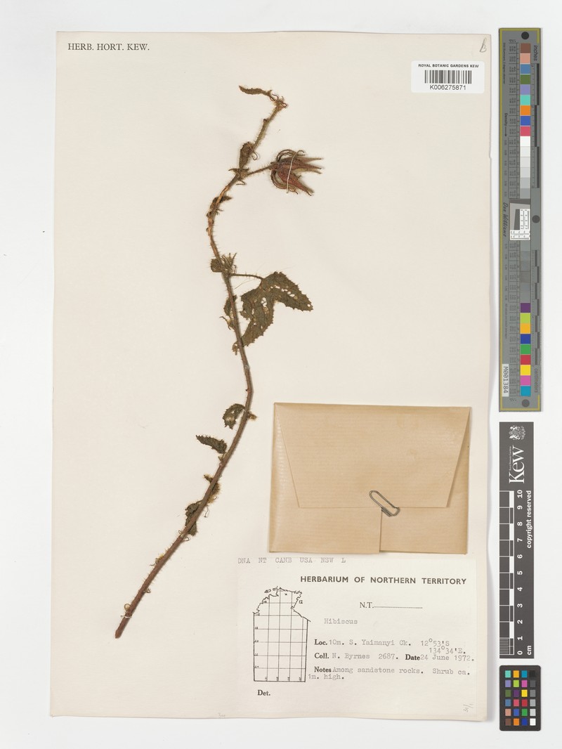 Hibiscus thegaleus photo 2