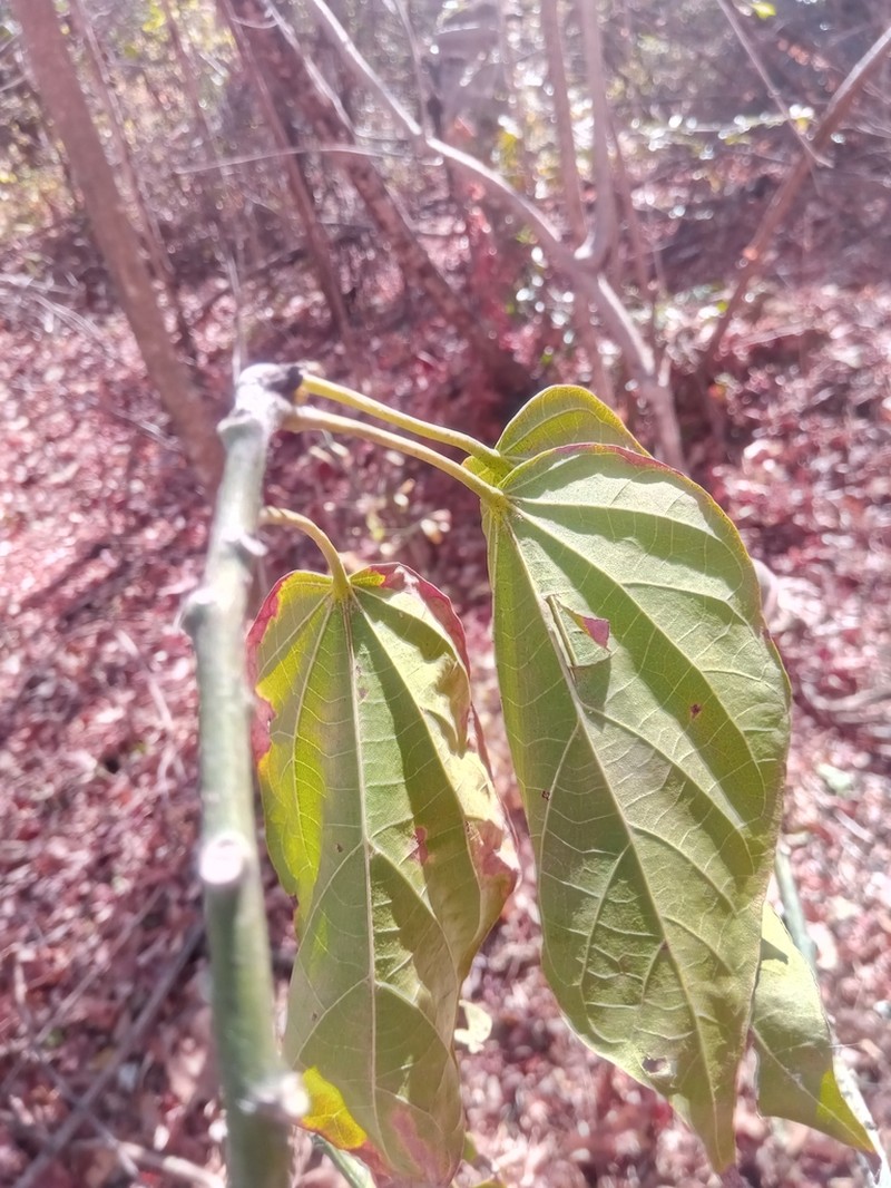 Hibiscus thespesianus