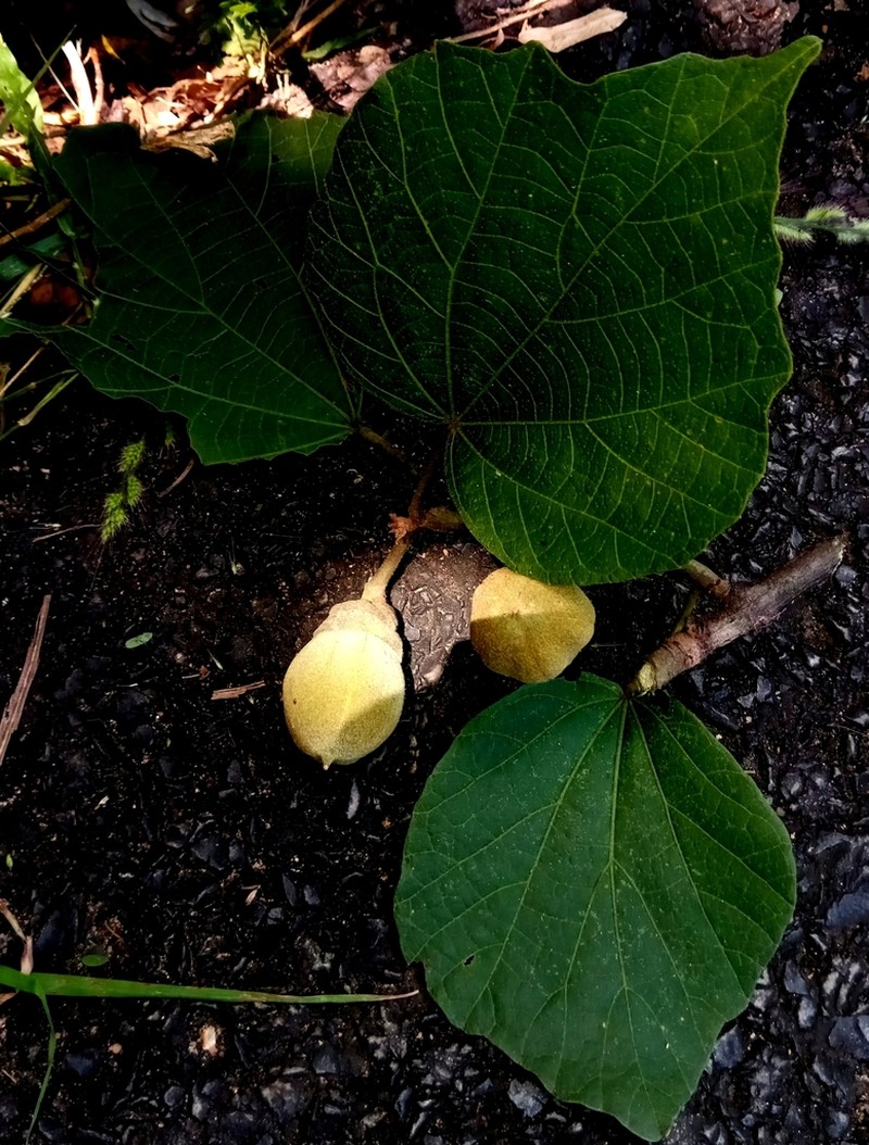 Hibiscus thespesianus photo 3