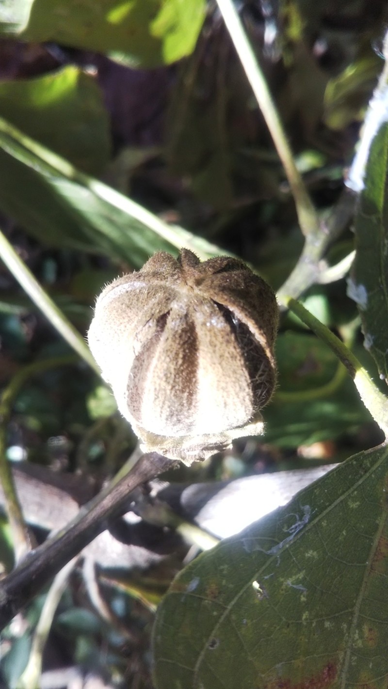 Hibiscus thespesianus photo 4