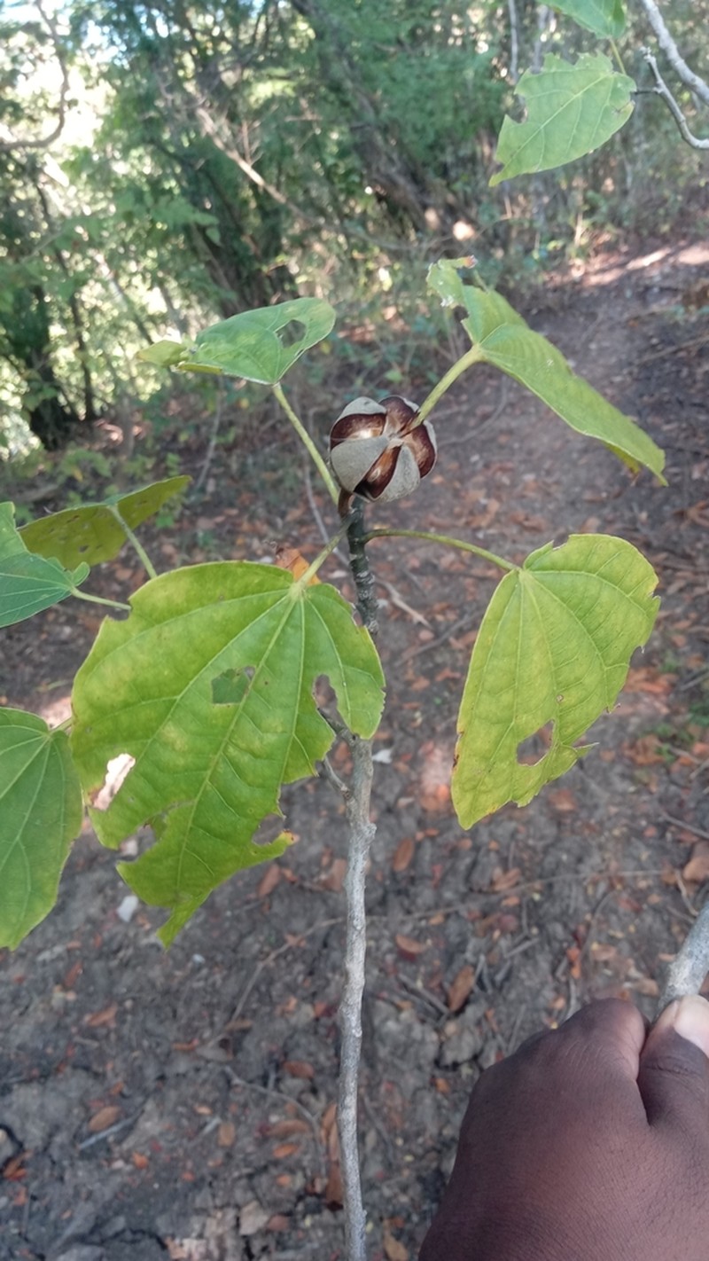 Hibiscus thespesianus photo 6