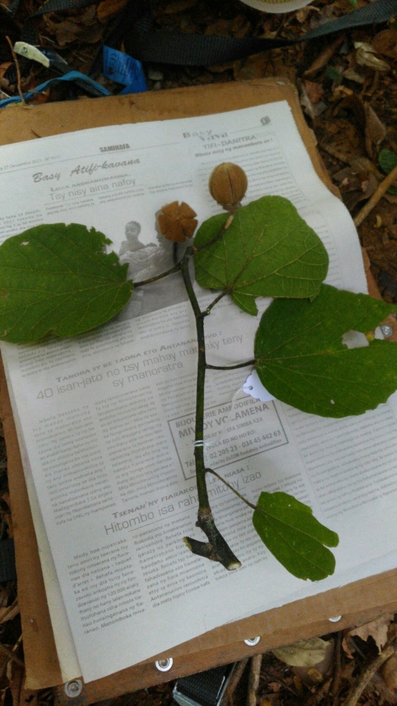 Hibiscus thespesianus photo 8